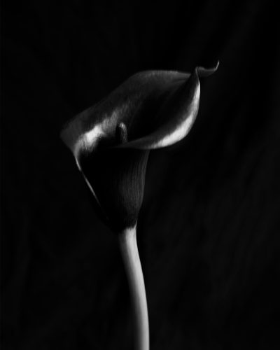 Black Arum